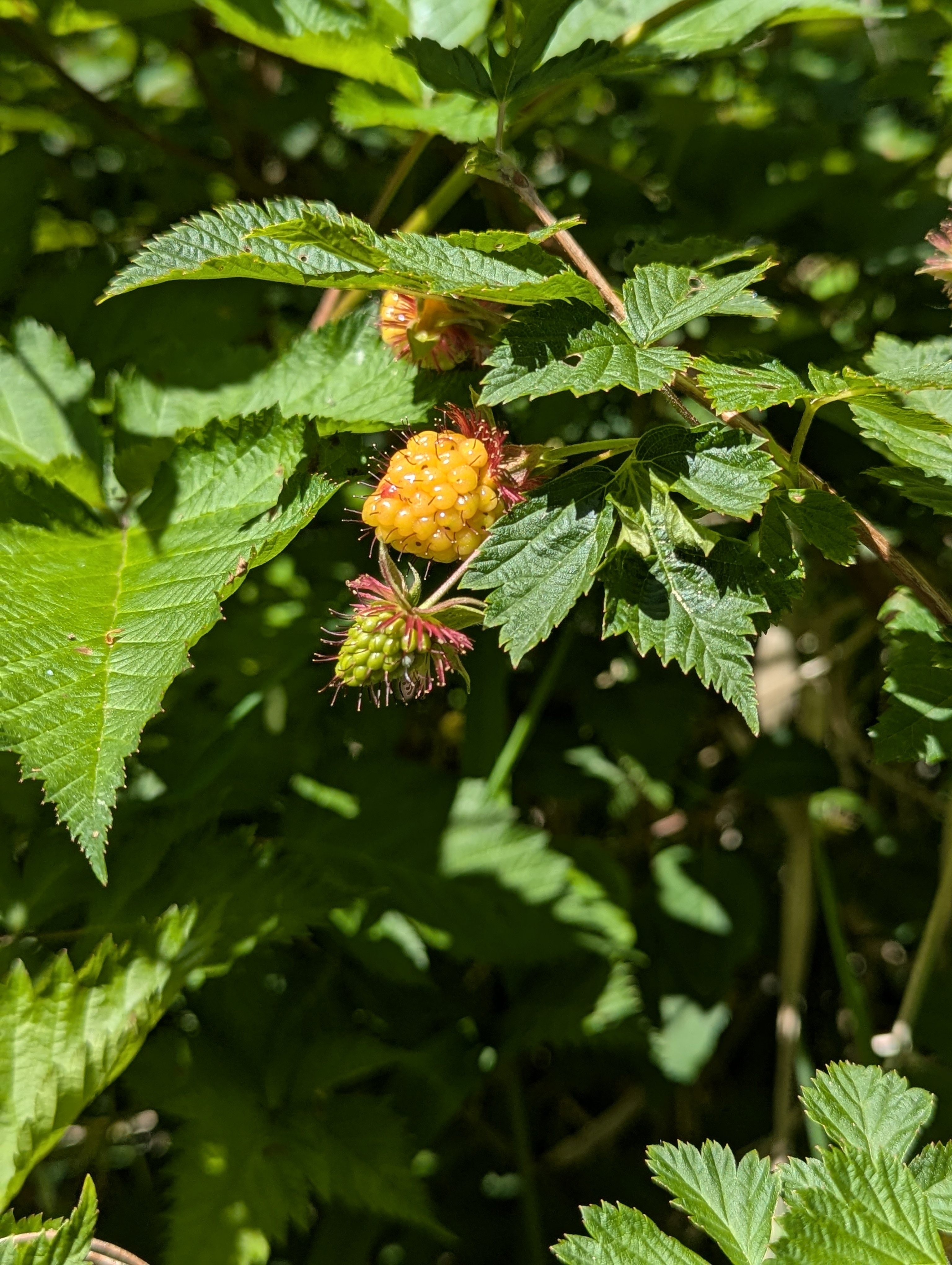 Birthday Trip to Canada, Delta, Burns Bog, Vancouver, British Columbia